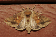 Autographa metallica