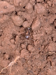 Veromessor chicoensis