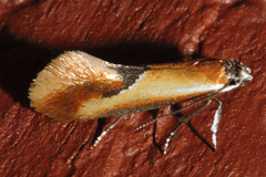 Batia lunaris
