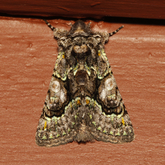 Behrensia conchiformis