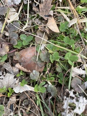 Trifolium repens