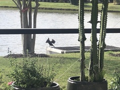 Anhinga anhinga