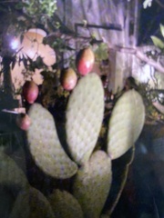 Opuntia streptacantha