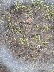 Lilaeopsis chinensis