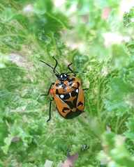Murgantia histrionica