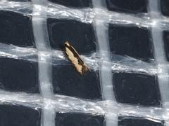 Ardozyga catarrhacta