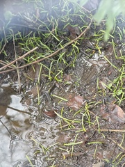 Lilaeopsis chinensis