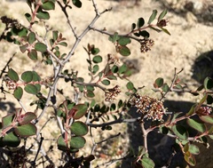Euphorbia tomentulosa