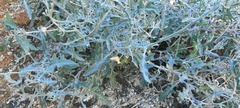 Lyrocarpa coulteri