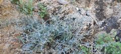 Lyrocarpa coulteri