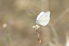 Pieris balcana