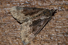 Hypena baltimoralis