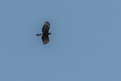 Spizaetus tyrannus