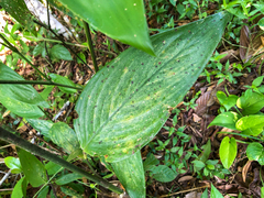 Maranta arundinacea