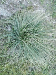 Celtica gigantea
