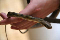 Boiga guangxiensis