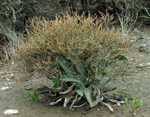 lavender thrift (Limonium carolinianum)