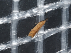 Dichomeris acuminatus