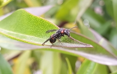 Ancistrocerus haematodes