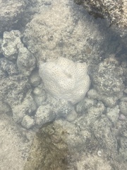 Palythoa tuberculosa