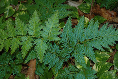 Selaginella willdenowii
