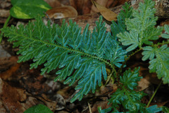 Selaginella willdenowii