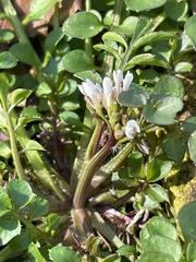 Cardamine pensylvanica