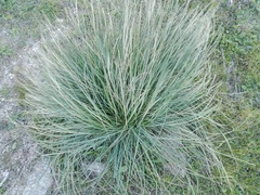 Celtica gigantea