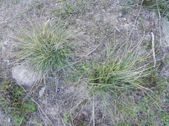 Celtica gigantea