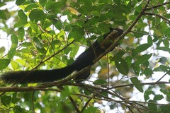 Ratufa bicolor
