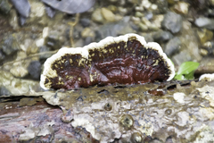 Earliella