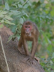 Macaca arctoides