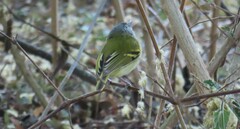 Poecilotriccus sylvia