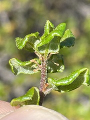 Quercus dumosa