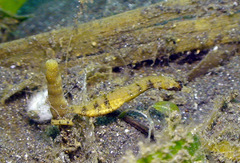 Acentronura breviperula