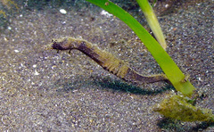 Acentronura breviperula