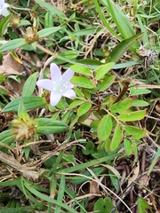 Zephyranthes robusta