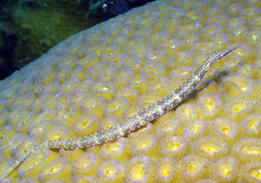 Corythoichthys schultzi