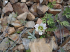 Anemone tuberosa
