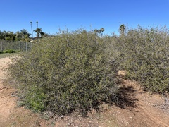 Quercus dumosa