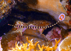 Dunckerocampus dactyliophorus