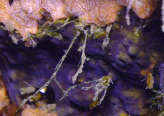 Kyonemichthys rumengani