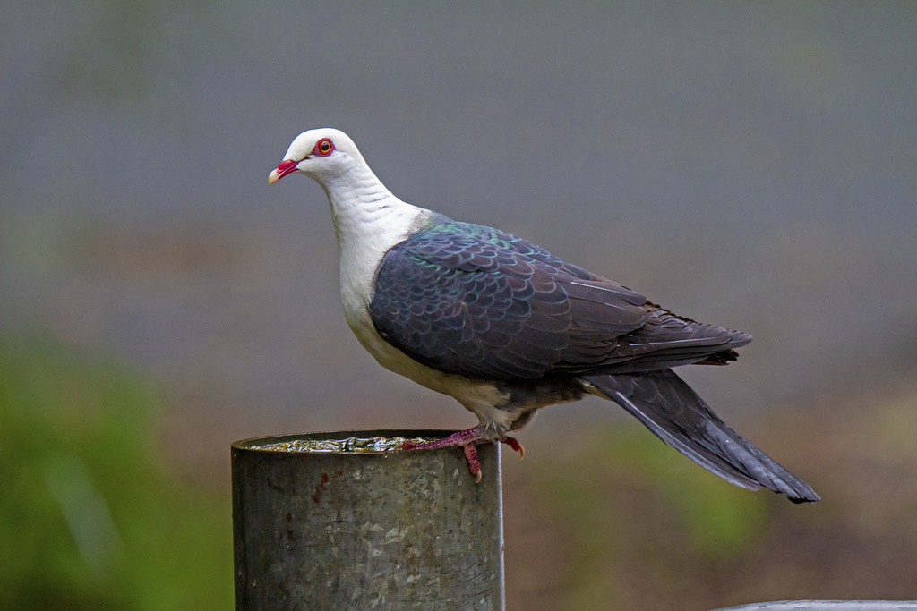 White-headed Pigeon photo