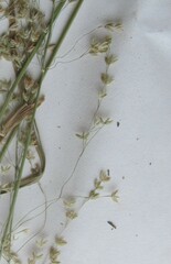 Poa sylvestris