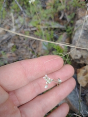 Thysanocarpus curvipes