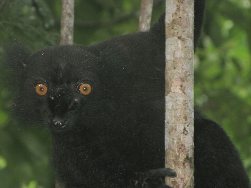 Eulemur macaco