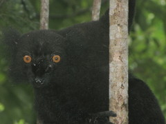 Eulemur macaco