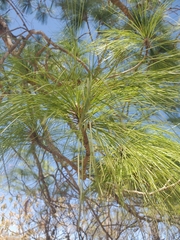 Pinus pseudostrobus
