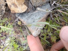 Thysanocarpus curvipes