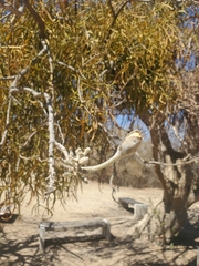 Phoradendron carneum